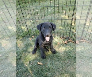 Labrador Retriever Puppy for sale in GOSHEN, IN, USA