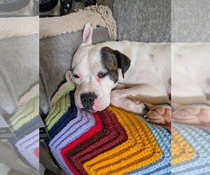 Max Love (Chester) - Male Boxer-Unknown Mix Dog for Adoption - Photo #3