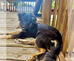 Small #2 Australian Shepherd Mix