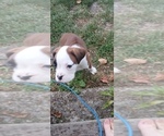 Small #5 Boxer