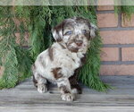 Small #5 Labradoodle