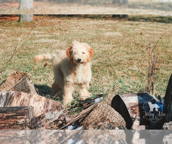 Medium Photo #18 Goldendoodle Puppy For Sale in CARLOCK, IL, USA