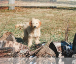 Small Photo #18 Goldendoodle Puppy For Sale in CARLOCK, IL, USA