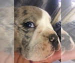 Small #3 Olde English Bulldogge