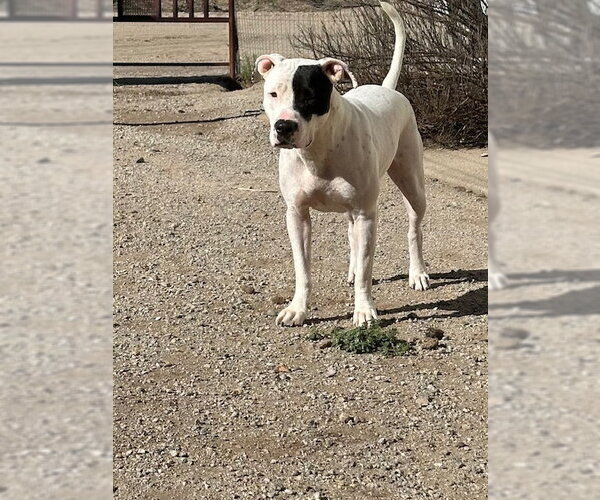 Medium Photo #2 Bull-Boxer Puppy For Sale in Chandler, AZ, USA