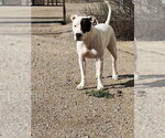 Small #1 Bull-Boxer