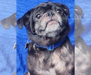 Pug Dogs for adoption in Cuba, NY, USA