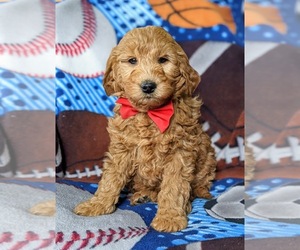 Goldendoodle (Miniature) Puppy for sale in OXFORD, PA, USA