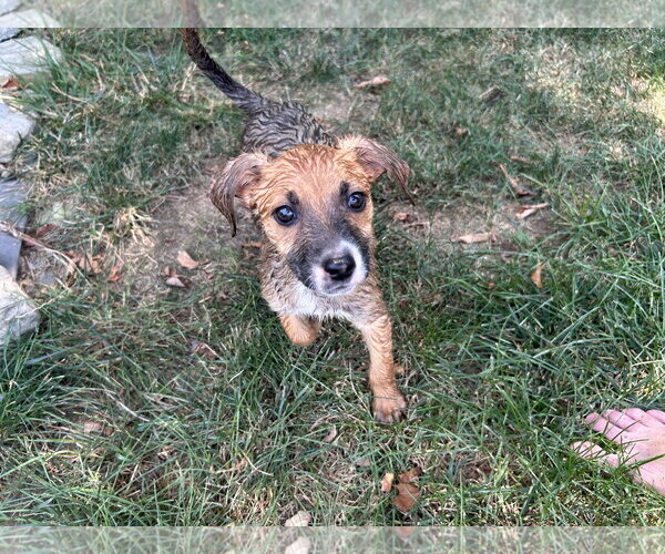 Medium Photo #3 Mutt Puppy For Sale in Stephens City, VA, USA