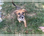 Small #2 Mutt