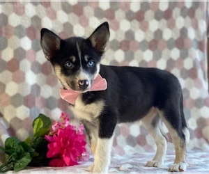 Pomsky Puppy for sale in LANCASTER, PA, USA