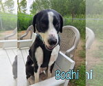 Small #2 Australian Shepherd Mix