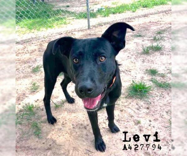 Medium Photo #2 Labrador Retriever-Unknown Mix Puppy For Sale in Conroe, TX, USA