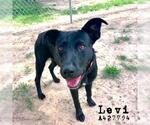 Small Photo #2 Labrador Retriever-Unknown Mix Puppy For Sale in Conroe, TX, USA