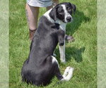 Small #3 Border Collie Mix