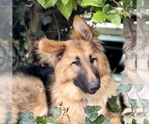 Medium Photo #2 German Shepherd Dog-Unknown Mix Puppy For Sale in San Juan Capistrano, CA, USA