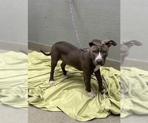 Mutt Dogs for adoption in Las Vegas, NV, USA