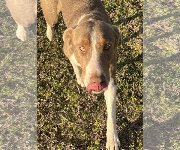 Medium Photo #8 Australian Shepherd-Unknown Mix Puppy For Sale in Ridgefield, CT, USA