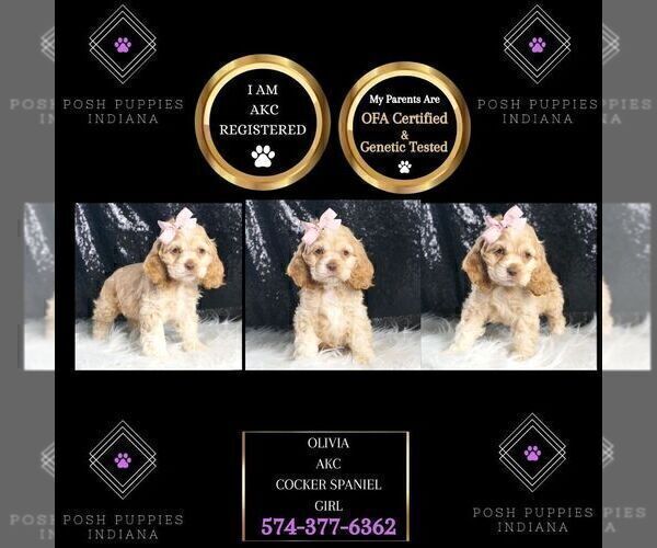 Medium Photo #2 Cocker Spaniel Puppy For Sale in WARSAW, IN, USA