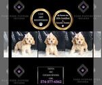 Small Photo #23 Cocker Spaniel Puppy For Sale in WARSAW, IN, USA