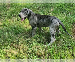Great Dane Puppy for sale in LOGANVILLE, GA, USA