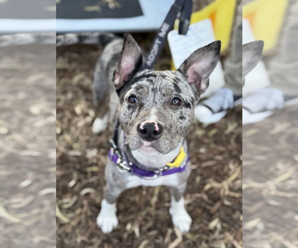 Medium Photo #1 American Pit Bull Terrier-Catahoula Leopard Dog Mix Puppy For Sale in Berkeley, CA, USA