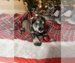 Small Photo #9 Schnauzer (Miniature) Puppy For Sale in KANNAPOLIS, NC, USA