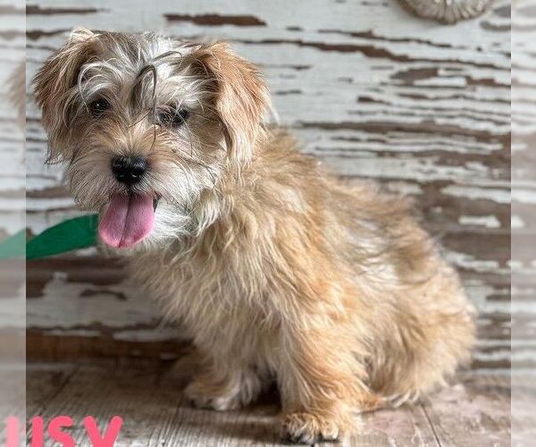 Medium Photo #1 Cairn Terrier-Unknown Mix Puppy For Sale in Carrollton, TX, USA