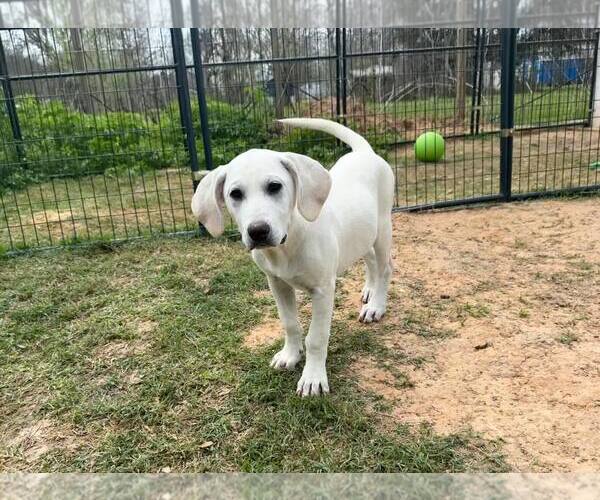 Medium Photo #17 Anatolian Shepherd-Labrador Retriever Mix Puppy For Sale in Higley, AZ, USA