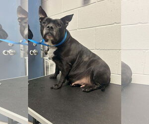 Labrador Retriever-Unknown Mix Dogs for adoption in Princeton, MN, USA