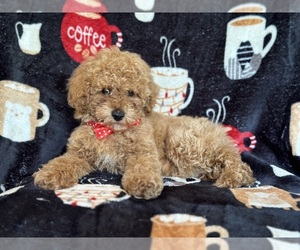 Poodle (Miniature) Puppy for Sale in LAKELAND, Florida USA