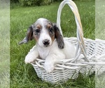 Small #2 Dachshund