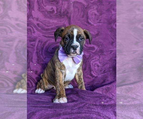 Medium Photo #5 Boxer Puppy For Sale in KIRKWOOD, PA, USA
