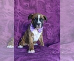 Small Photo #5 Boxer Puppy For Sale in KIRKWOOD, PA, USA