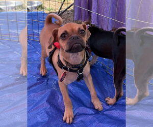 Chug Dogs for adoption in Wakefield, RI, USA