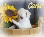 Small Photo #12 Pug Puppy For Sale in ELVERSON, PA, USA