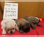 Small Photo #3 Pekingese Puppy For Sale in PLANO, TX, USA