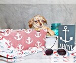Puppy Narcisco Chihuahua