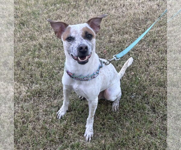 Medium Photo #2 Mutt Puppy For Sale in Phoenix, AZ, USA
