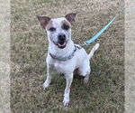 Small #1 Mutt