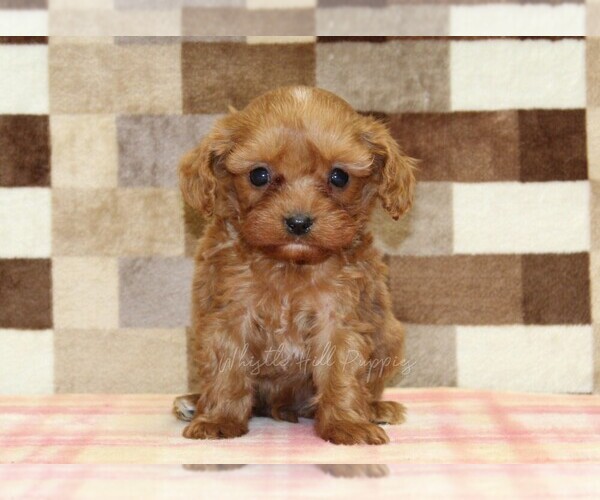Medium Photo #3 Cavapoo (Miniature) Puppy For Sale in DENVER, PA, USA