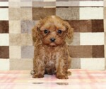 Small #2 Cavapoo (Miniature)