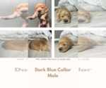 Puppy Dark blue Golden Retriever
