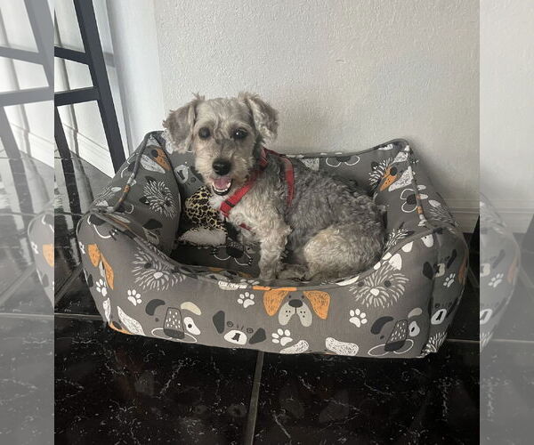 Medium Photo #8 Poodle (Miniature)-Unknown Mix Puppy For Sale in Arcadia, FL, USA