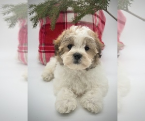 Zuchon Puppy for sale in FAIRBANK, IA, USA