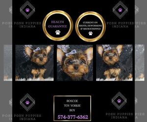 Yorkshire Terrier Puppy for sale in WARSAW, IN, USA