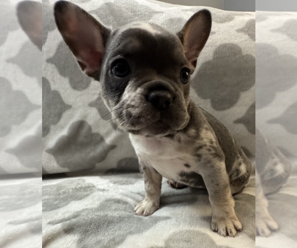 Medium Photo #27 French Bulldog Puppy For Sale in MIDDLEBURY, IN, USA