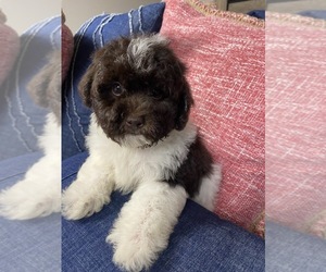 ShihPoo Puppy for sale in RICHMOND, IL, USA