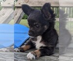 Small Photo #2 Chihuahua Puppy For Sale in LEBANON, PA, USA