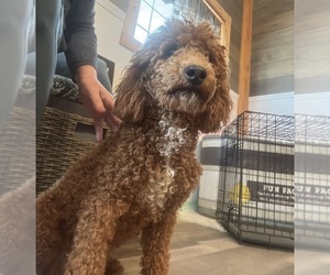 Father of the Bernedoodle (Miniature) puppies born on 03/14/2026